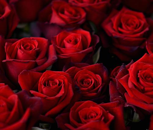 20071101051849-rosas.jpg