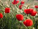 Paz, peace, pau, pace, paix, pax...